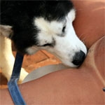 Girl anal dog sex