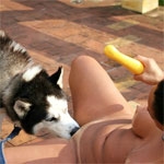 Girl ass fuck by dog