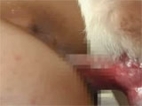 Asian fucked by dog