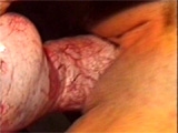 Big dogcock in girl pussy