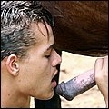 Gays sucks a horse cock