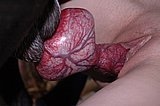Dog cock in tight pussy
