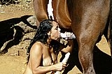 Bitch get horse cock suck