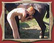 Big horse cock fucks girl