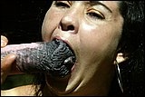 Hot girl suck horse cock