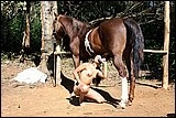 Slut suck big horse cock