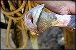 Whore take horse dick