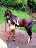 farmsex